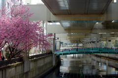 横浜緋桜-3