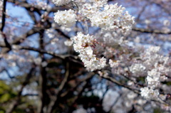 横浜山手桜色-2