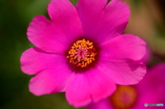 花中花