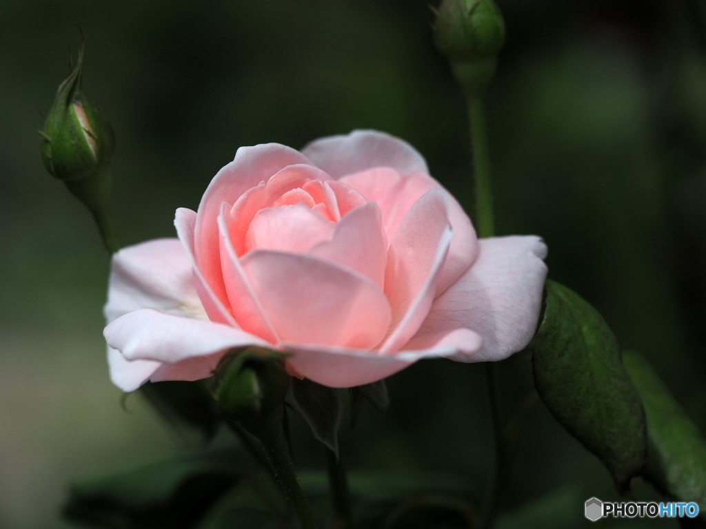 Autumn roses