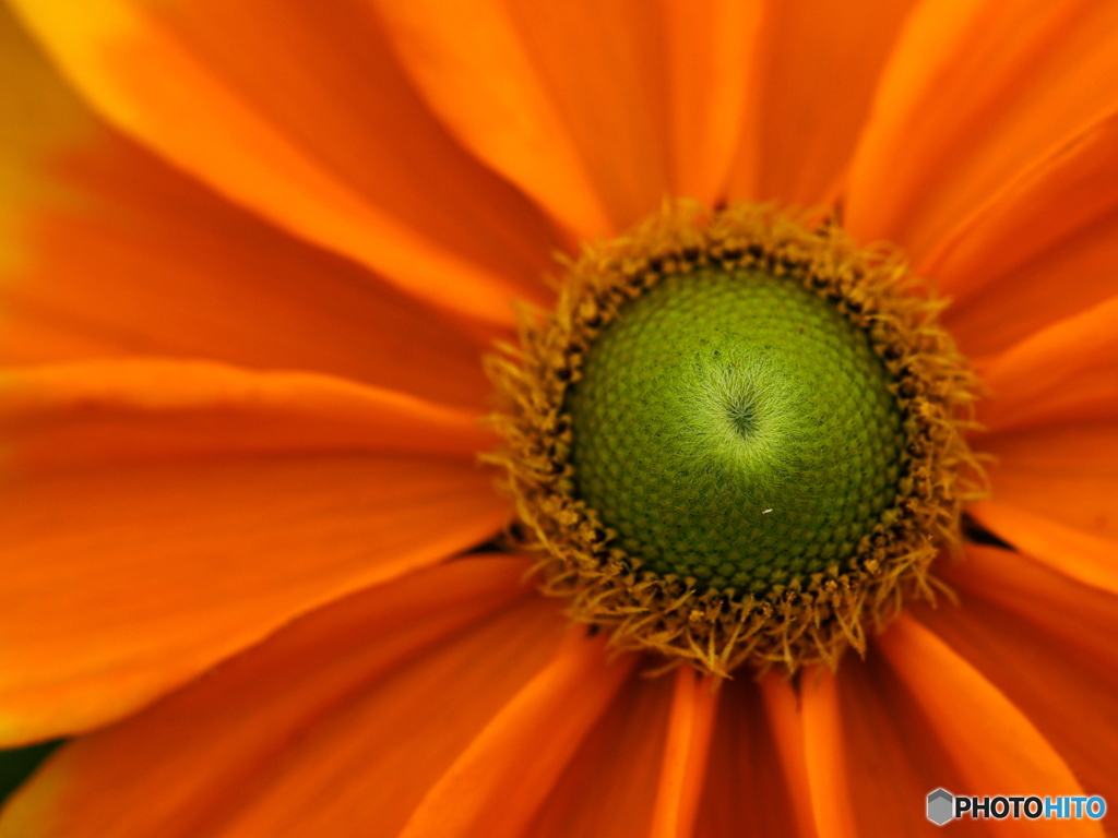 Rudbeckia