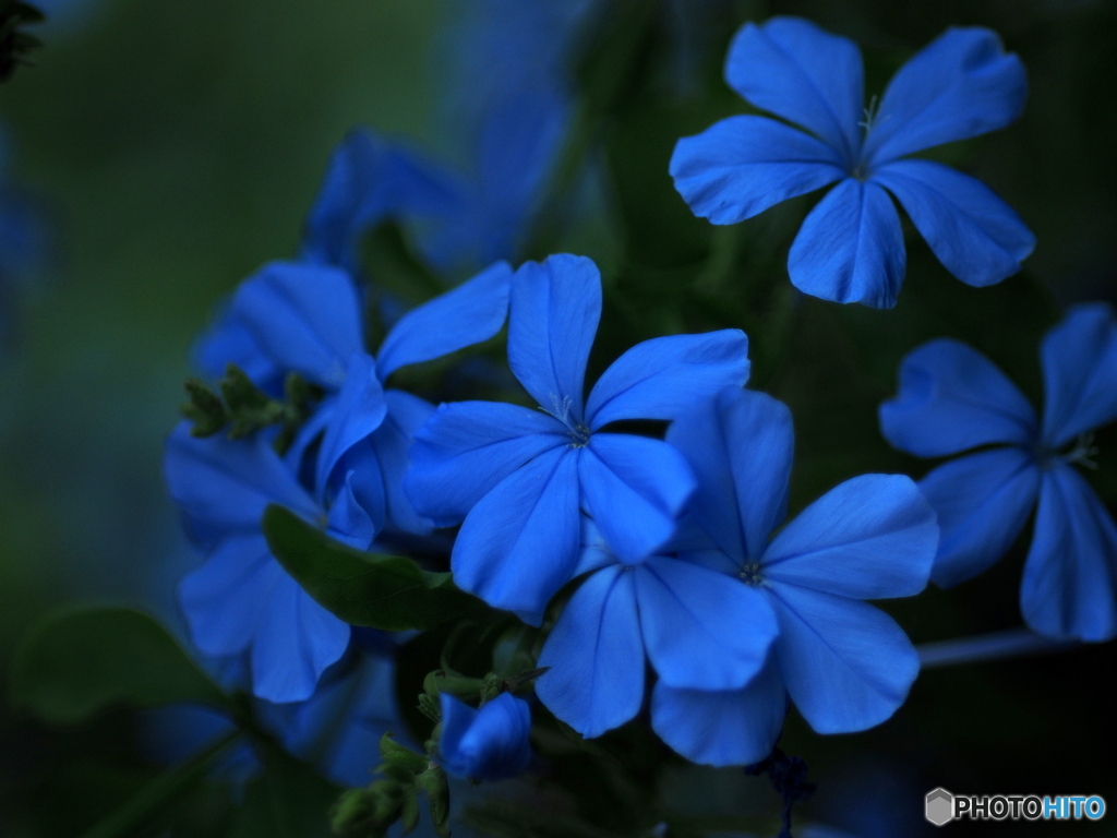 Plumbago blue