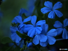 Plumbago blue