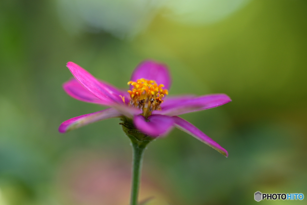 Zinnia