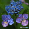 雨の紫陽花