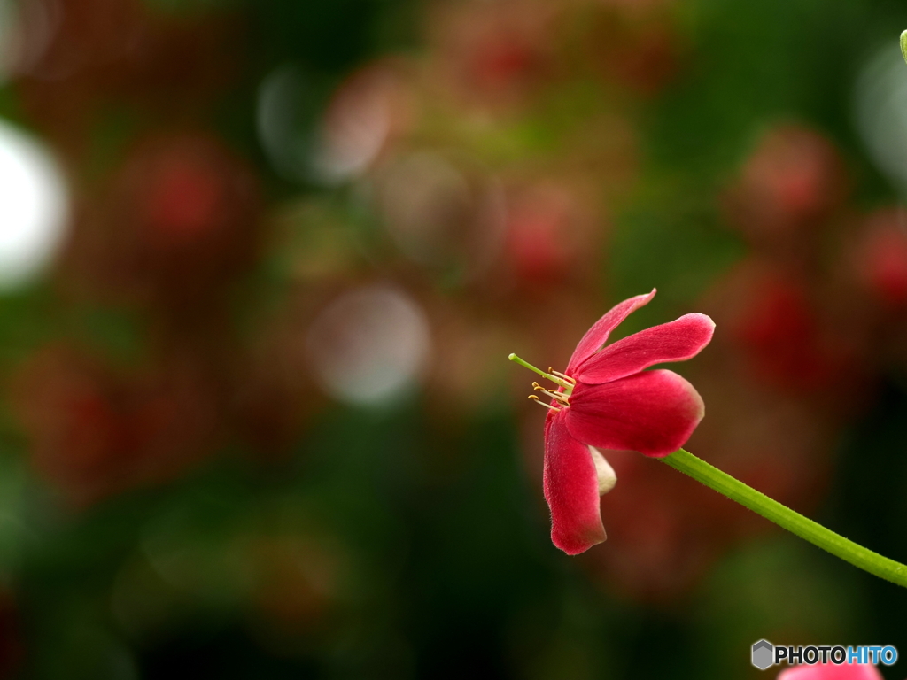 Petite fleur