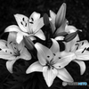 Black and white