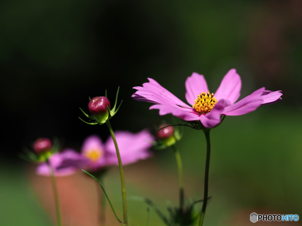 暑すぎて花も熱中症？