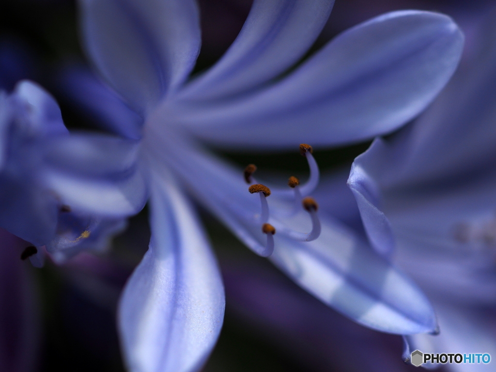 Agapanthus blue