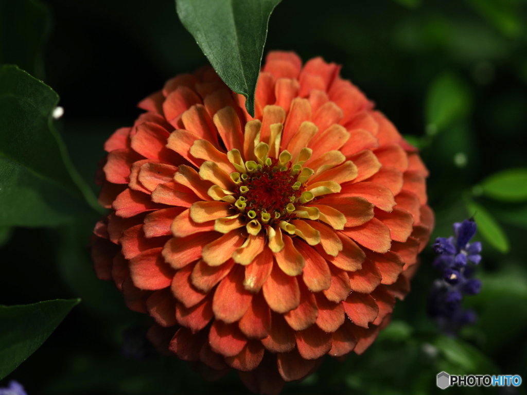 Autumn color