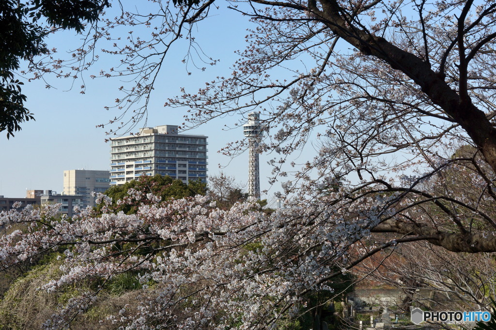 外人墓地の桜