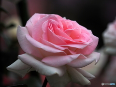 今年は花も人出も凄い！