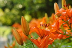 Orange  Lily