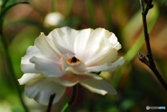 White Ranunculus