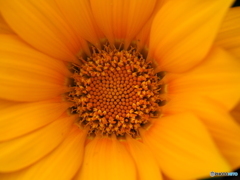 Treasure flower