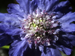 Scabiosa