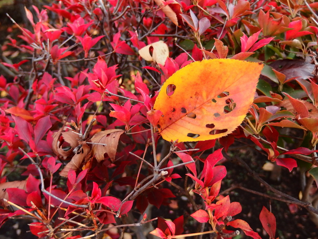 RED & GOLD