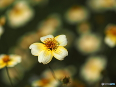 冬秋桜