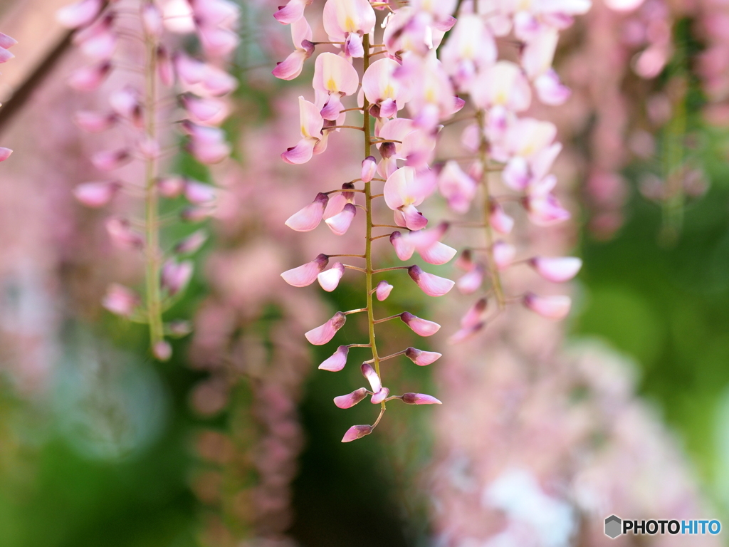 Wisteria