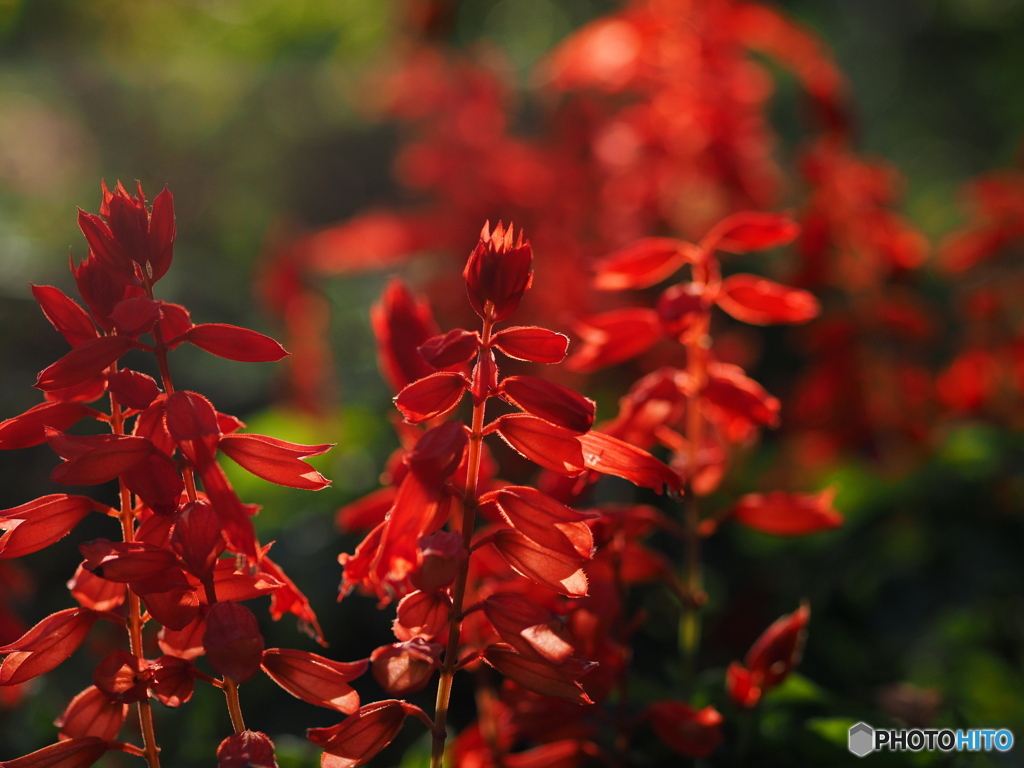 サルビアの紅い花をしきつめて