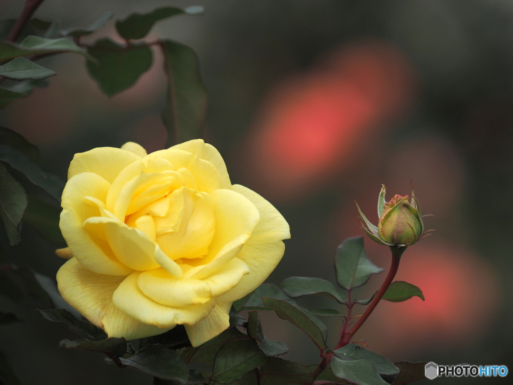 Rose in early winter