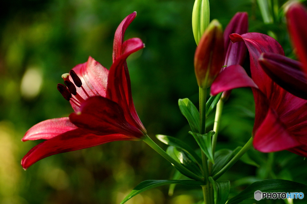  Dark Cherry  Lily