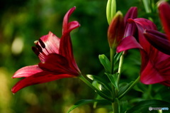  Dark Cherry  Lily