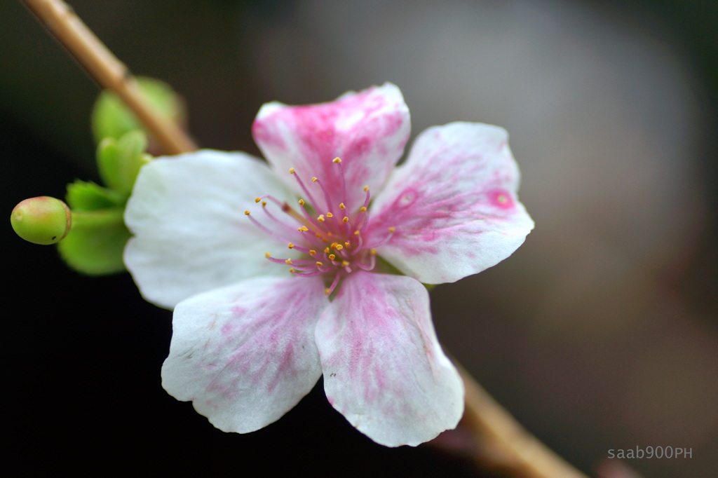 冬桜