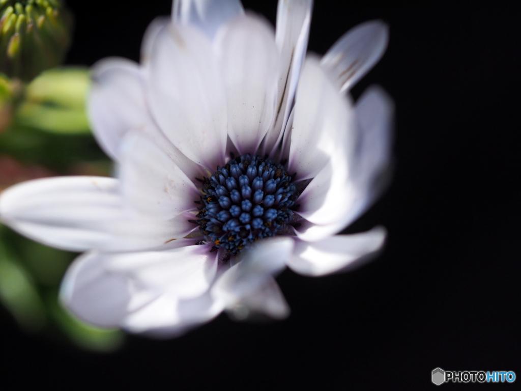 Osteospermum