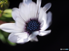 Osteospermum