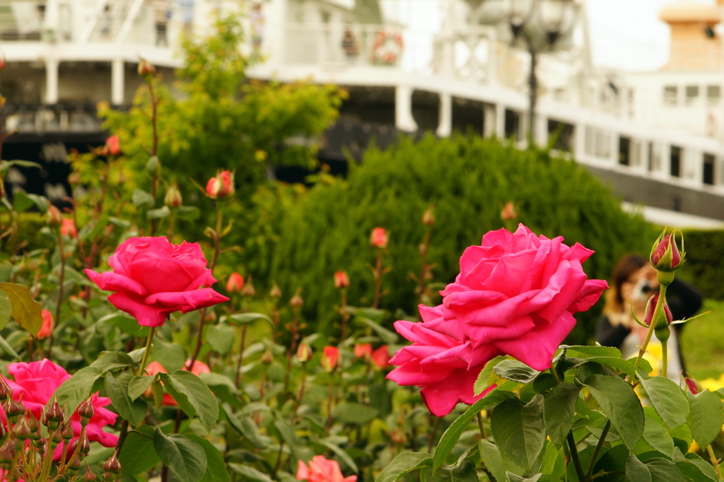 横浜と薔薇