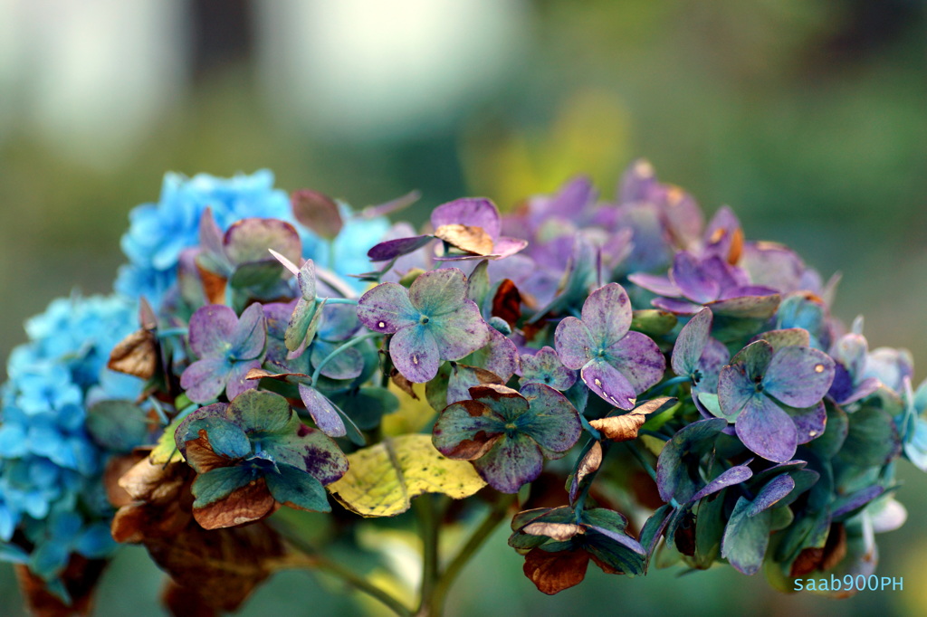 冬の紫陽花