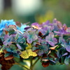 冬の紫陽花