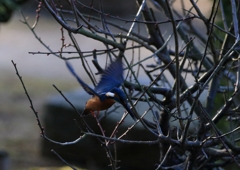 梅の木からシューティング