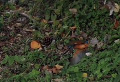 雄雌交錯後の1枚