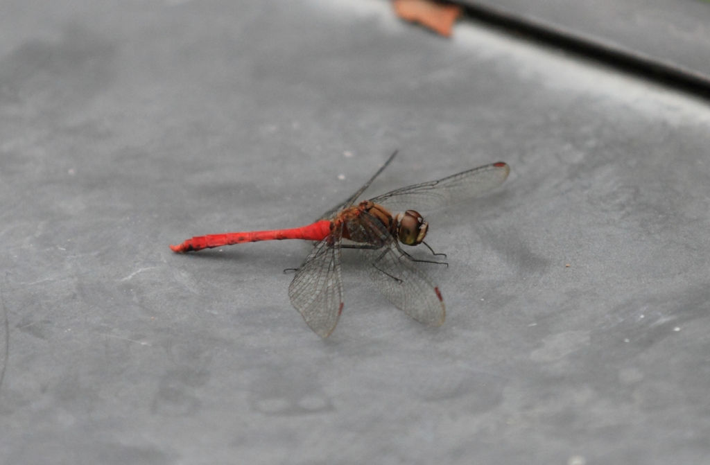 横たわるトンボさん...