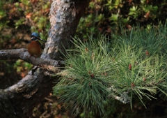 少しは、スマートでしょ...