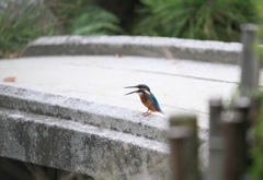 ペリットの排出