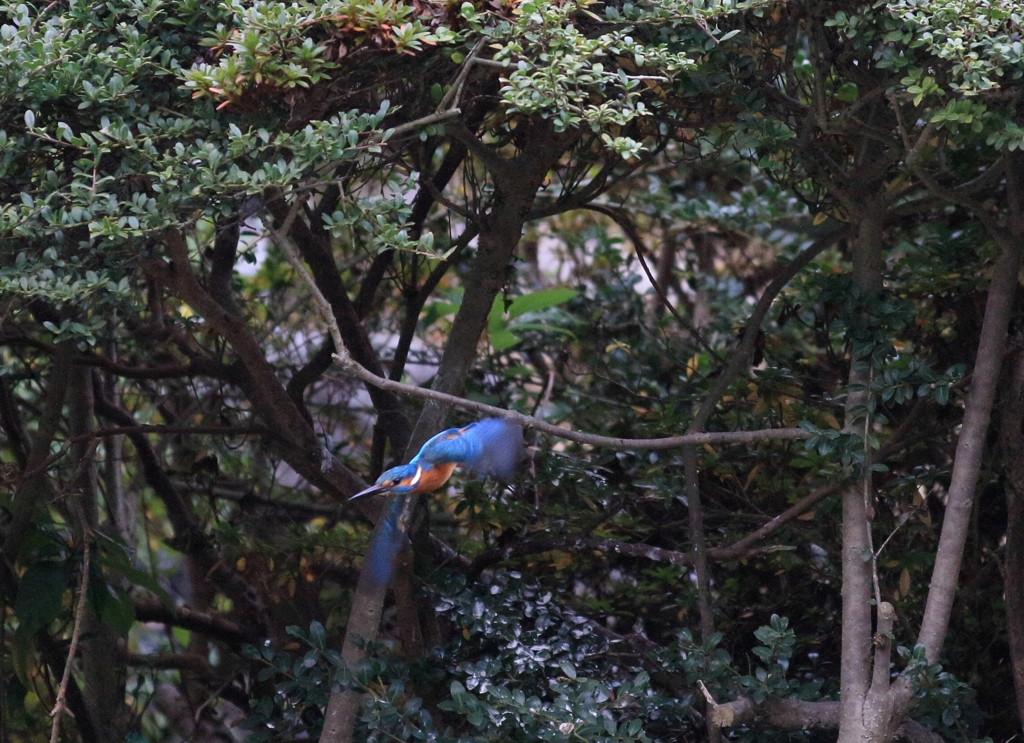 人間より一足早く...