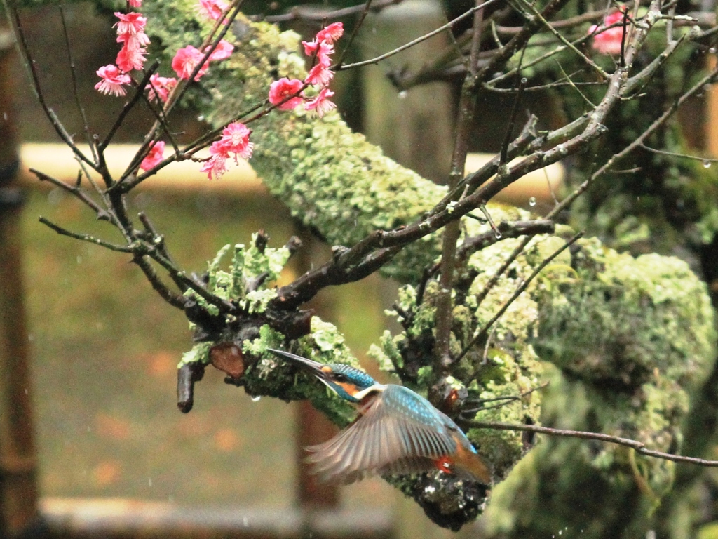 雨中の梅絡み　③
