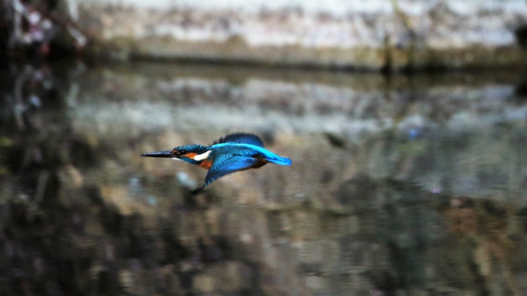 飛んでく　カワセミ