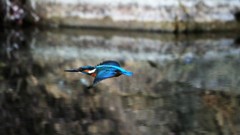 飛んでく　カワセミ