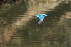 春近し！　4