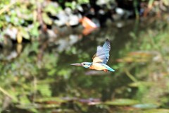 オールドレンズでも十分撮れる　③