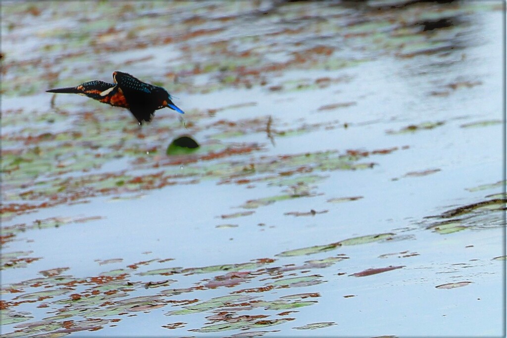 成鳥への道のり　③