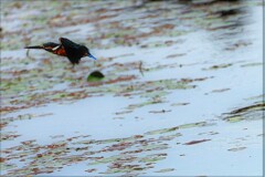 成鳥への道のり　③