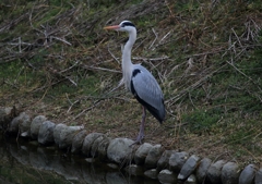 ずっと、辛抱...