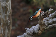 滑って落ちてるような?