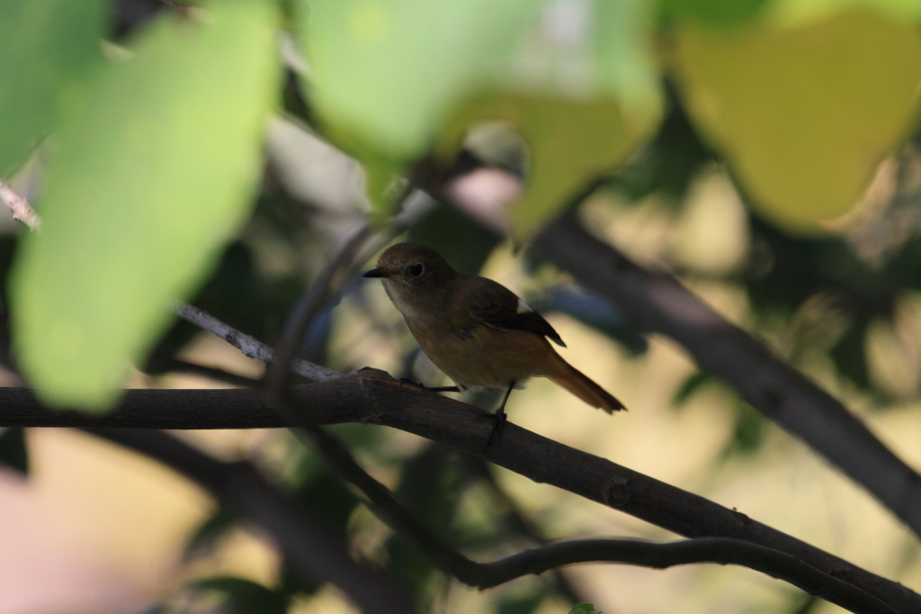 ここだってば～っ...