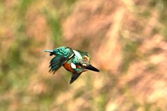 早朝に登場！③